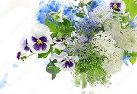 フラワーラボ　デイジーヒル