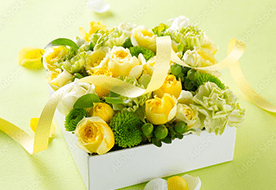 フラワーラボ　デイジーヒル