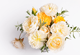 フラワーラボ　デイジーヒル